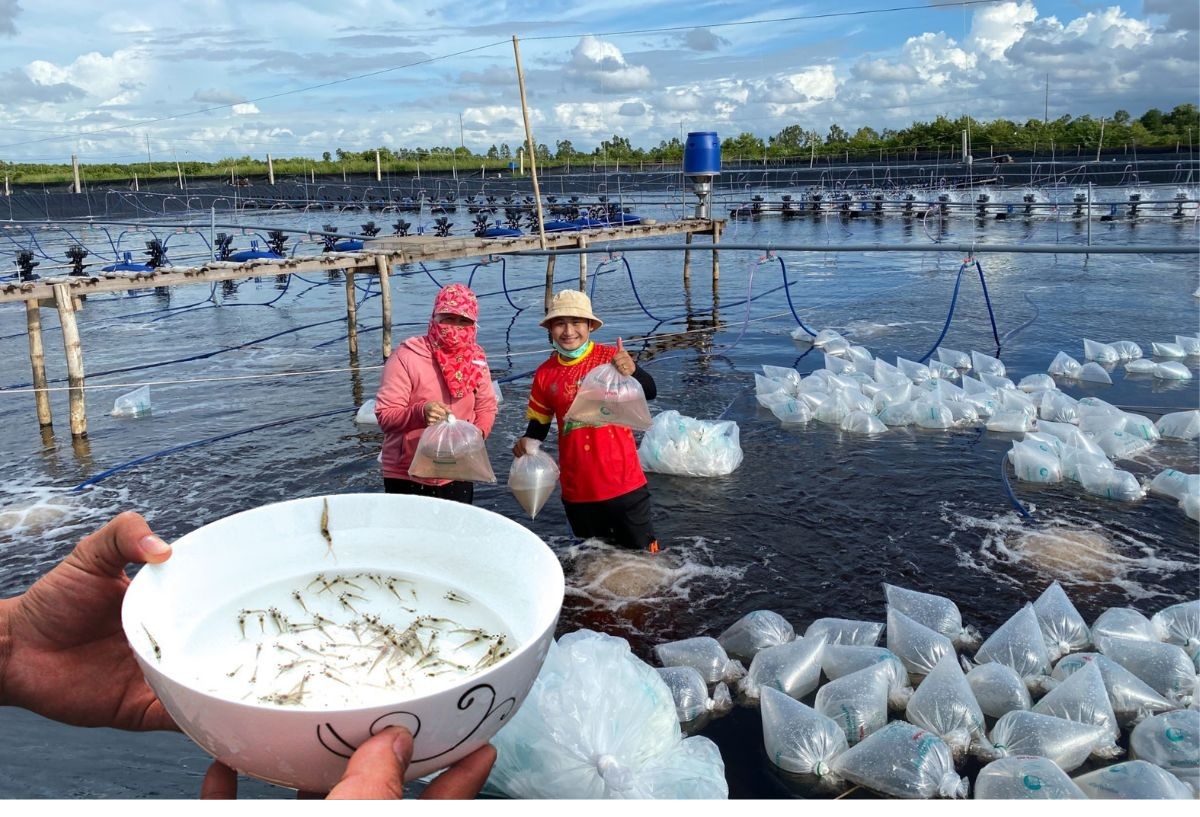 hướng dẫn thả nuôi tôm sú giống hiệu quả an toàn