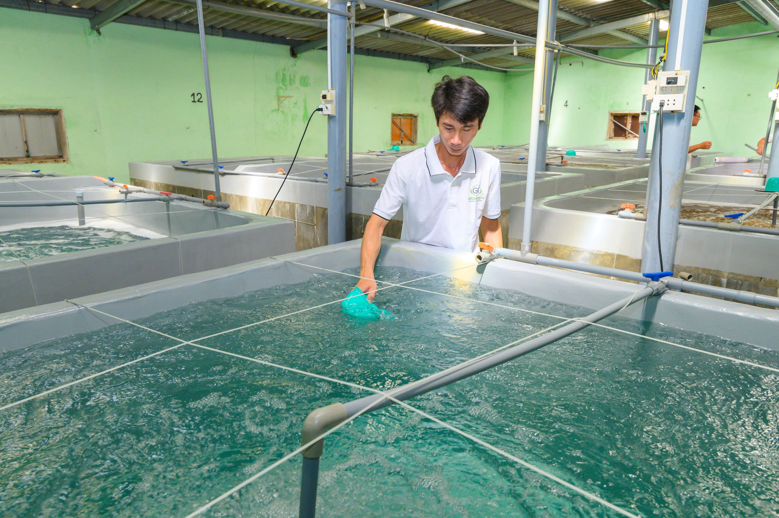 quy trình sản xuất tôm sú giống men vi sinh